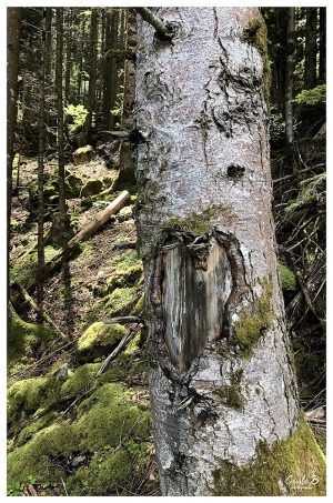 photo par Cécile B. photographe à Grenoble