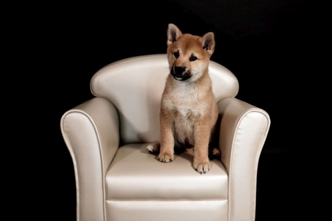 chien sur fauteuil, photo de studio